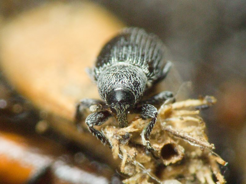 Gymnetron melanarium Germar, 1821